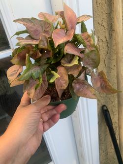 Syngonium. Pink indoor plants