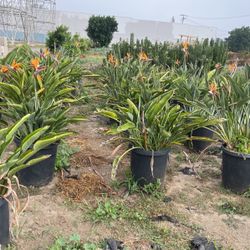 Birds Of Paradise