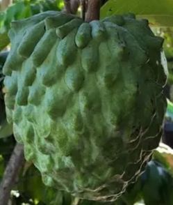 Fruiting AP2/ Lisa/ Gefner Atemoya tree very big trunk