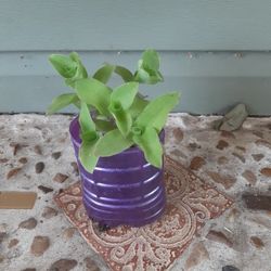 Rare Setcreasea 