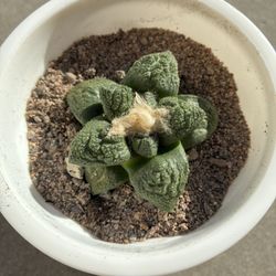 Ariocarpus Godzilla Rare Cactus Succulent Plant 