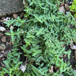 Plant