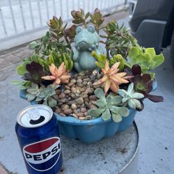 Suculentas  A 12 Dolares 