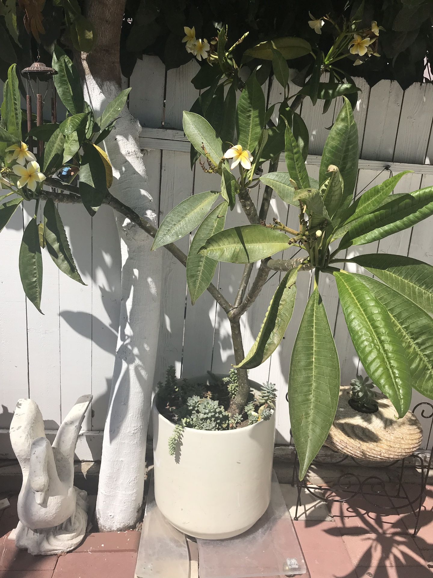 Planta hahullana con maseta y plantas de resequedad