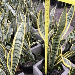 Snake Plants In 3 gls Pot. 3 gls Pot. SPECIAL PRICE 🤩