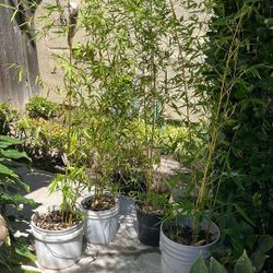Bamboo Plants 