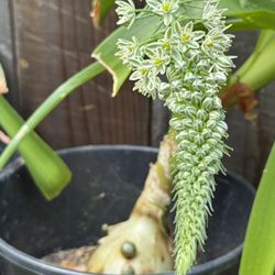 Succulent Plant
