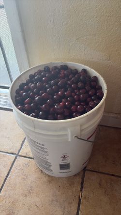 Cherries