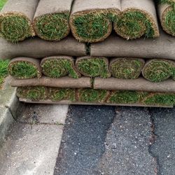 Fresh Sod Cut Every Morning We Offer Installation As Well 