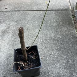 Grapes/ Grape Vine/ grape Tree (pls Read The Description Below)