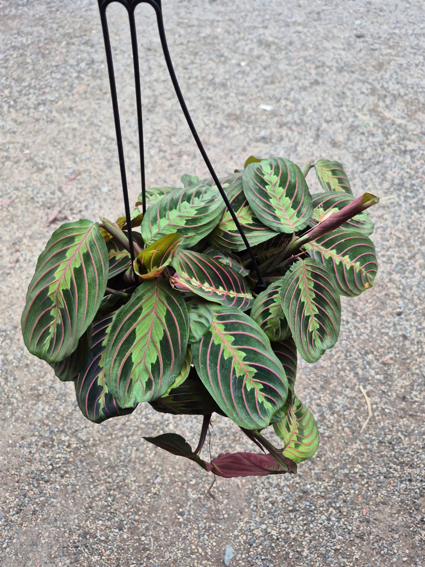 Red Maranta Prayer Plant 6" pot