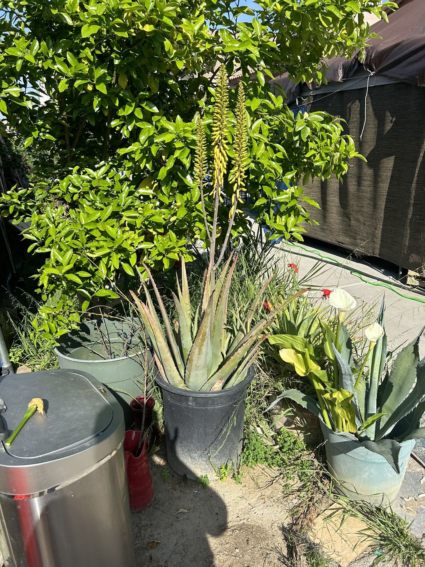 Huge Aloe Real Plant With Flowers