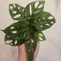 Monstera Adansonii Plant Cuttings