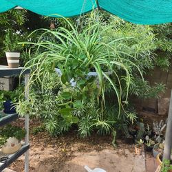 Large Spider Plant With 💕 Hearts And Flowers (Aptimia) In 16in Wide Hanging Planter