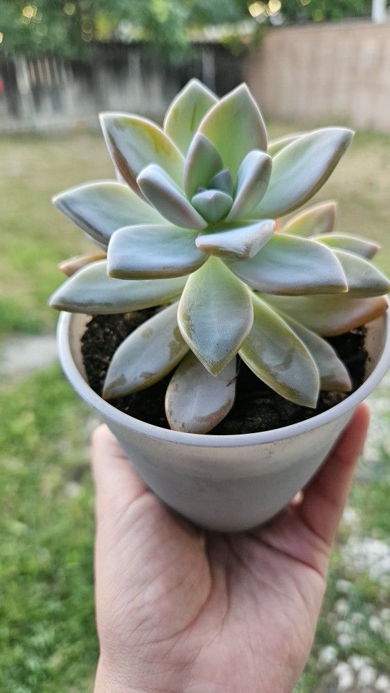 Succulent Plants, Gray Plastic Pot
