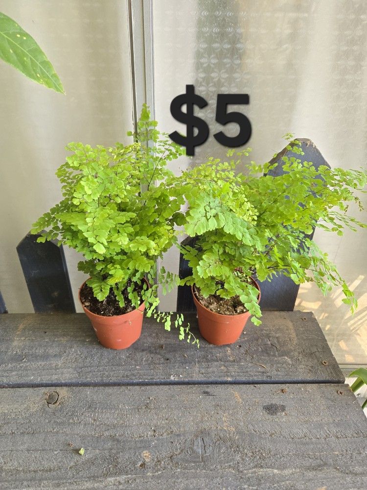 Maiden Hair Fern Plants