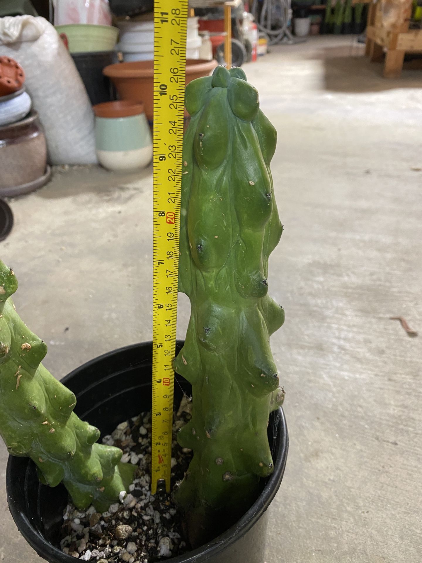 1 Myrtillos Boobie Cactus 10”, $44