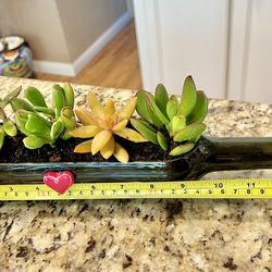 Beautiful and Unique Wine Bottle Planter Vase Filled with 5 Live Succulents