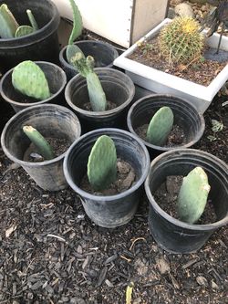 CACTUS DE TUNAS, EDIBLE CACTUSES