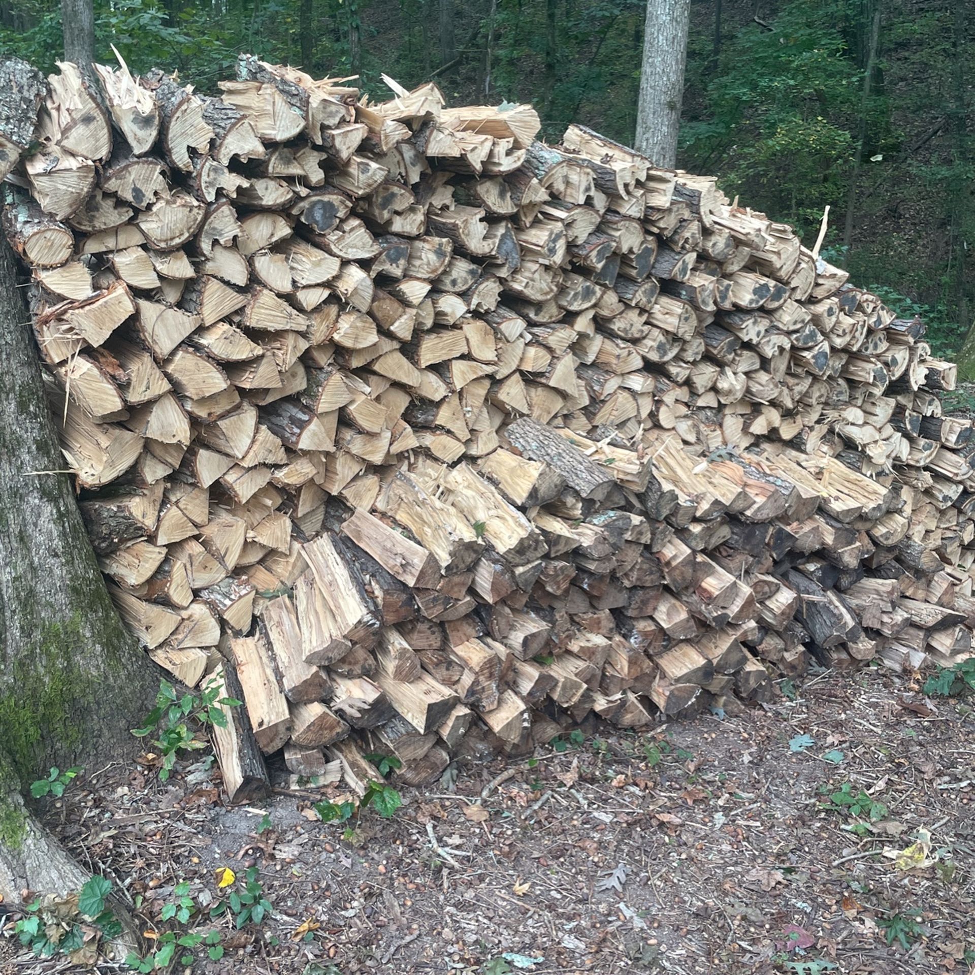 Firewood 