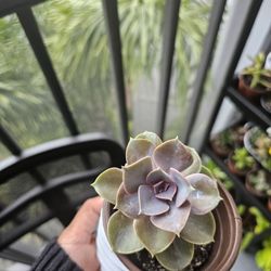 Succulent for Sale! 🌵