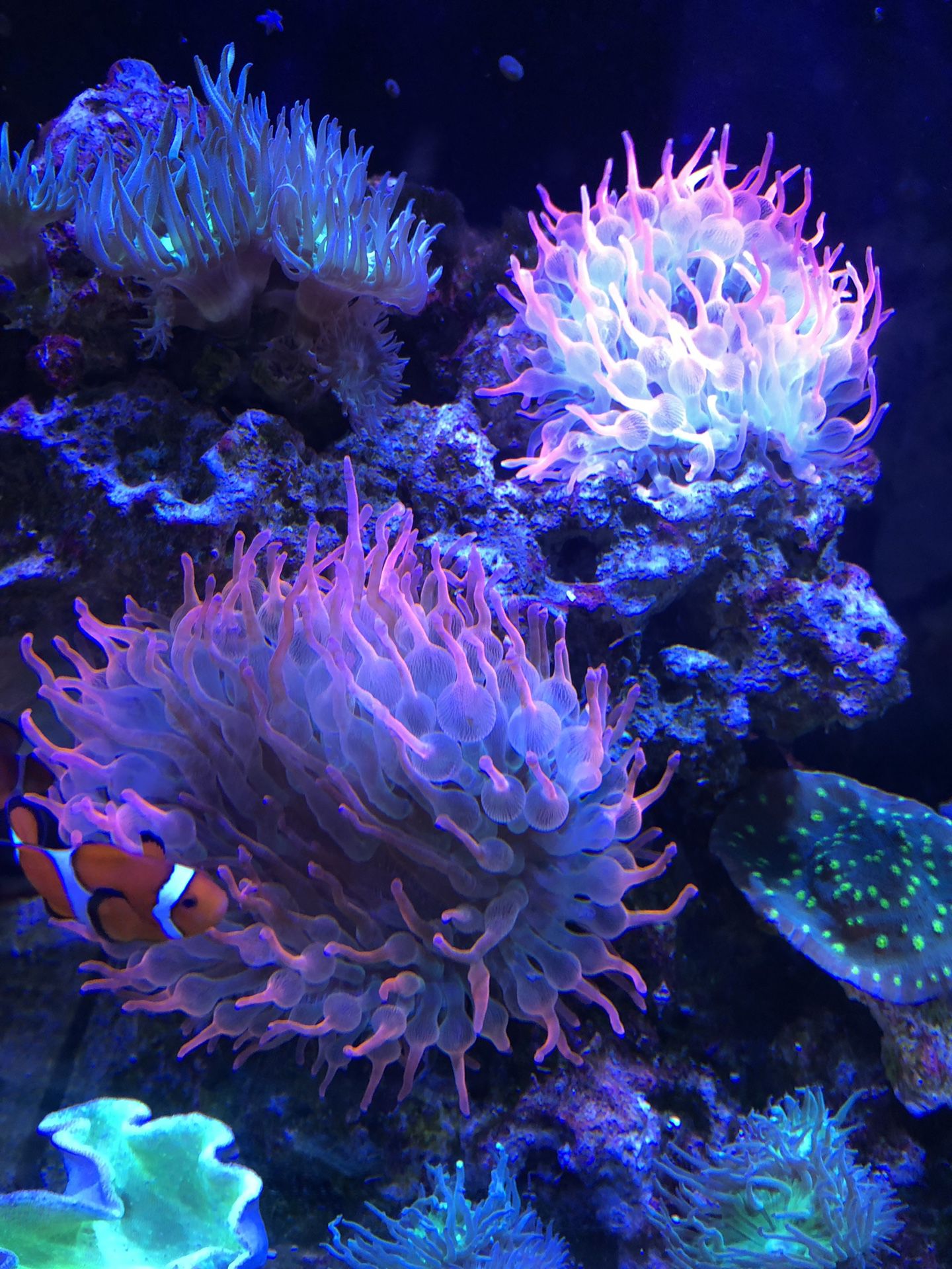Rose bubble tip anemone