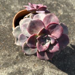 Succulent Plant 5” Pot 