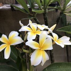 Plumeria From hawaii