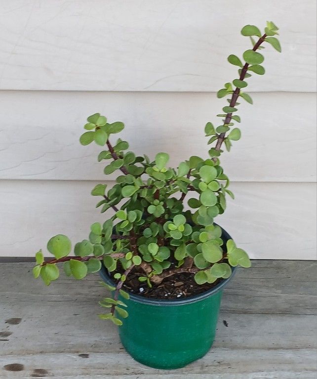 Elephant Bush Succulent Plant