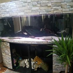 175 gallon bowface aquarium