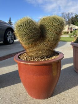mammillaria cactus