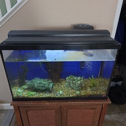 Free Fishtank w fish