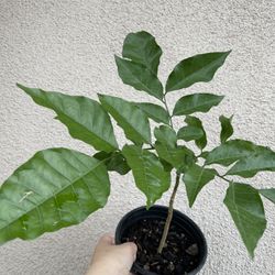 Healthy Wampi Fruit Tree Plant 