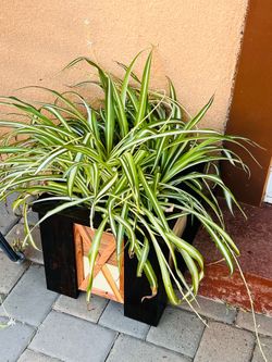 Wood planter box