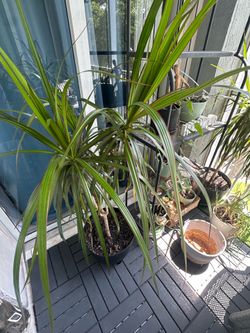Dracaena Marginata Dragon Tree