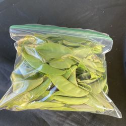 Hojas De Uña De Gato