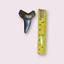 Shark tooth , see pictures for measurement 