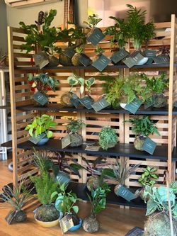 Kokedama indoor plants