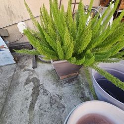 Fox Tail  fern Plant