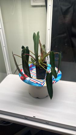 *EXTREMELY RARE* Spiritus Sancti Philodendron