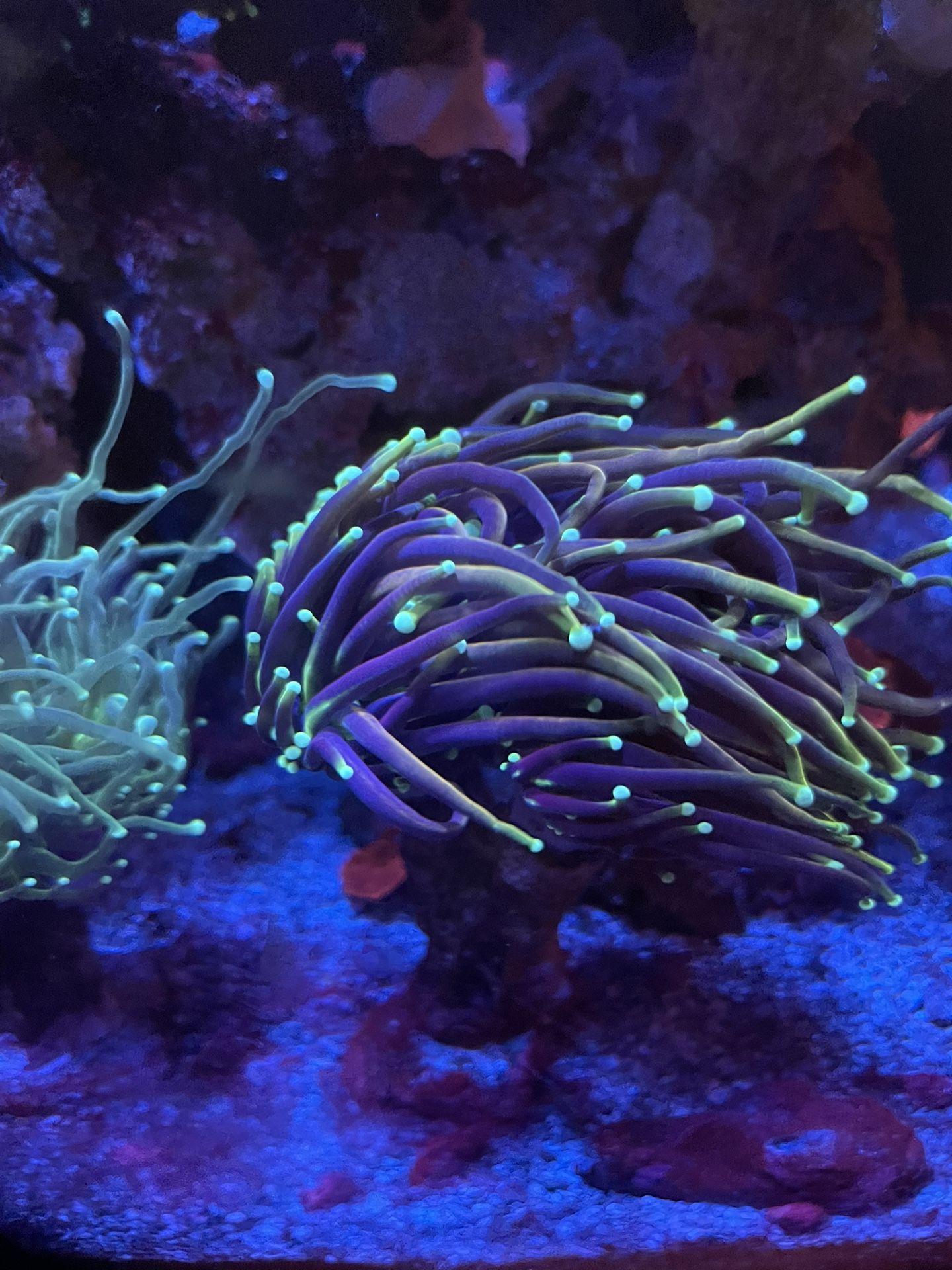 dragon soul torch corals reef tank saltwater lps