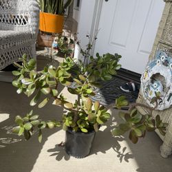 Beautiful Green Plant Big  Jade