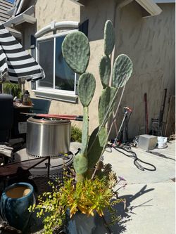 Mature succulent arrangement
