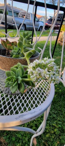 Succulent