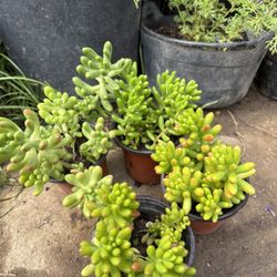 Sedum Jelly Beans 