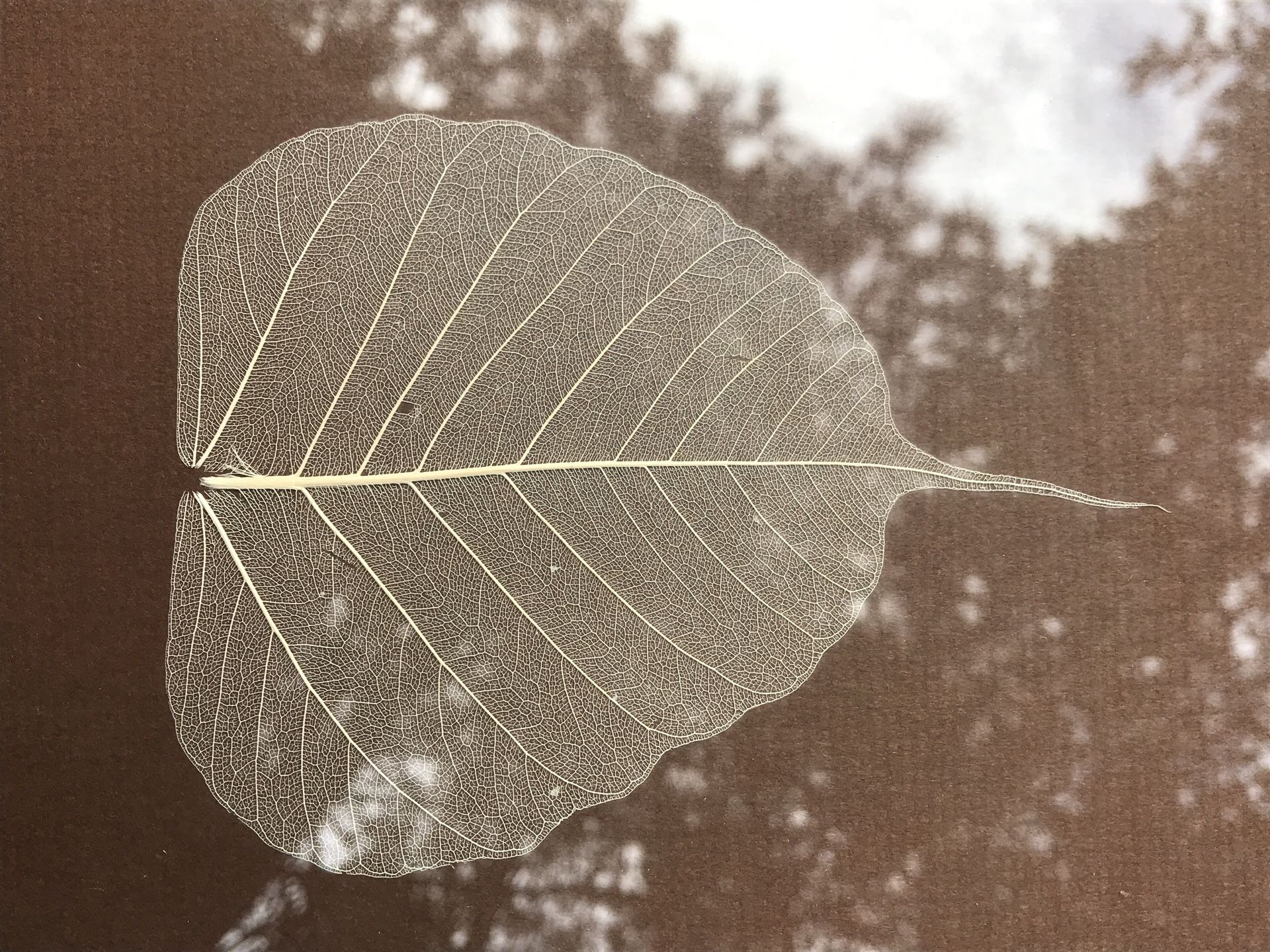 Leaf pictures matted and framed