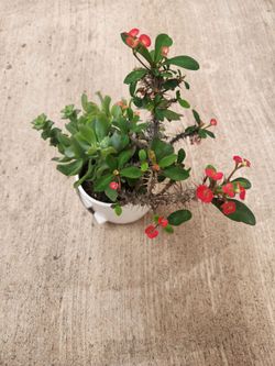 Plant