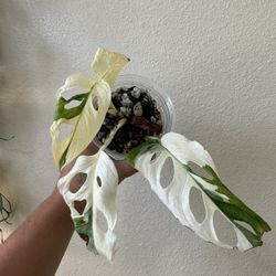 Variegated Monstera Adansonii Albo Rare Houseplant 