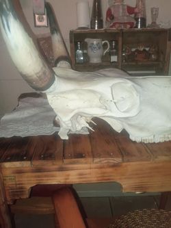 Real skull cow