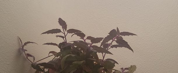 Gynura aurantiaca Purple Passion Plant